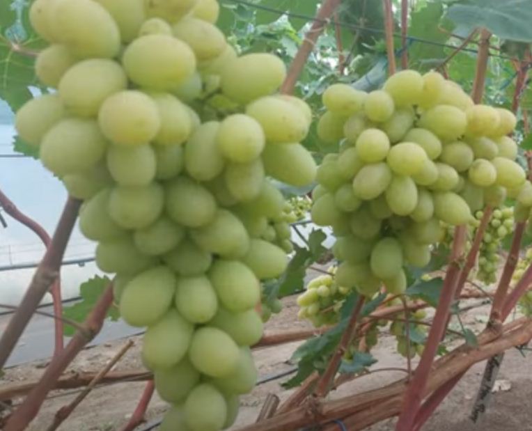 Саженцы винограда в беларуси